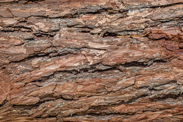 Pine bark  background texture