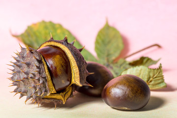 chestnuts on a pastel background