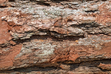 Pine bark  background texture