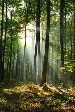 Fototapeta Morning in the forest