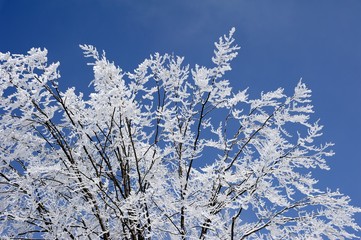 frozen snowy branches