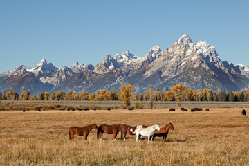 Fototapeta na wymiar Tetons,Bison and Horses in Fall