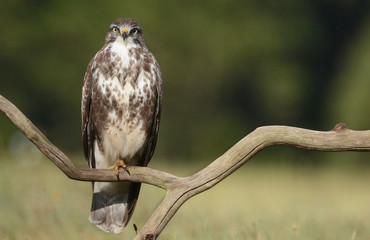 Common buzzard (Buteo buteo)