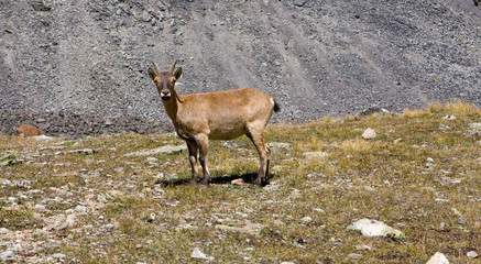 Mountain goat