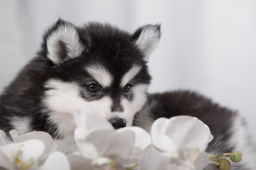 gentle puppy husky and orchids 