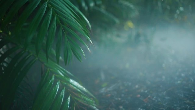 Really cool shot of plants in a jungle scenery with smoke around
