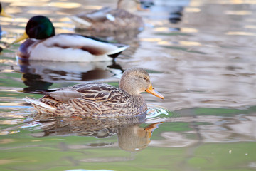 Obraz premium утки в воде 