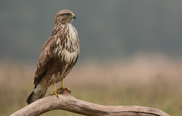 Common buzzard (Buteo buteo)