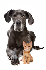Great Dane and a Red kitten in front of a white background