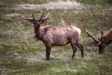 Naklejka na ściany i meble Elk grazing in the grass, Rocky Mountain National Park