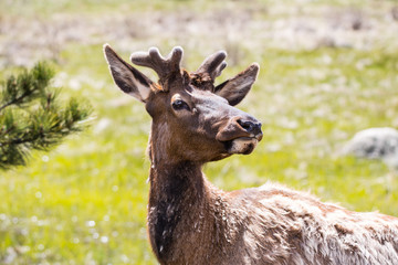 lone young bull elk