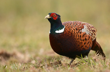 Ringneck Pheasant (Phasianus colchicus)