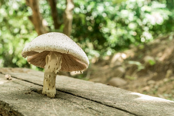 mushroom