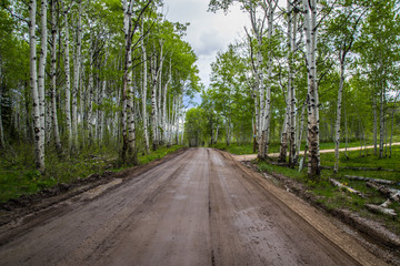 road traveling through aspens