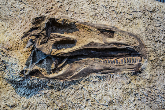 head of a dinosaur fossil