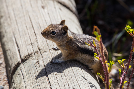 Closeup of a chipmunk