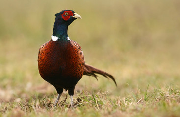 Ringneck Pheasant (Phasianus colchicus)