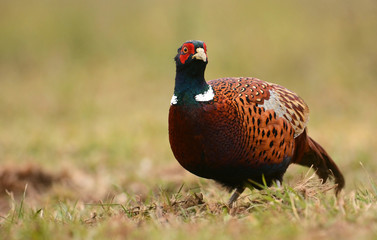 Ringneck Pheasant (Phasianus colchicus)