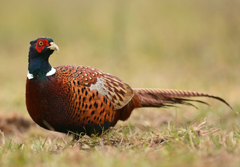 Ringneck Pheasant (Phasianus colchicus)