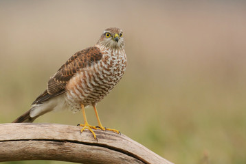 Eurasian sparrowhawk