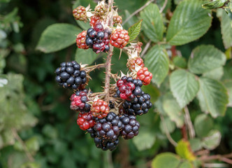 Blackberries ripenng on bramble bushes with red, black green fruit