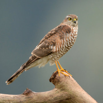 Eurasian Sparrowhawk