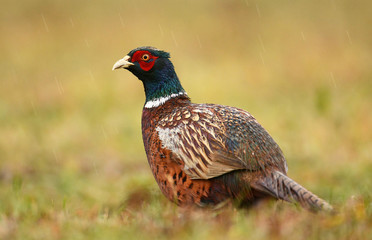 Ringneck Pheasant (Phasianus colchicus)