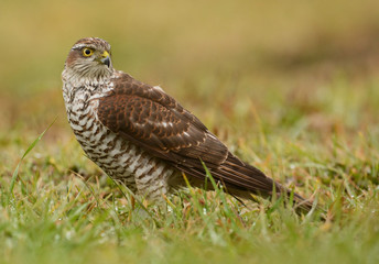 Eurasian sparrowhawk