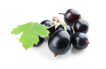 Wild black currant with green leaf isolated on white