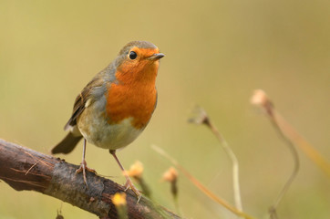 Fototapeta premium European Robin (Erithacus rubecula)