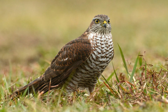 Eurasian sparrowhawk