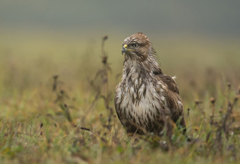 Common buzzard (buteo buteo)