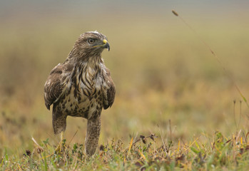 Common buzzard (buteo buteo)