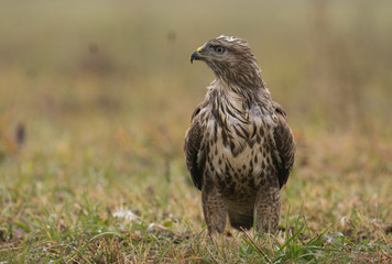 Common buzzard (buteo buteo)