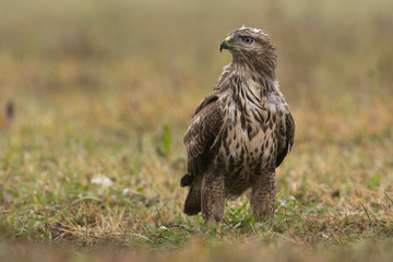 Common buzzard (buteo buteo)