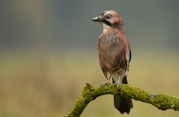 Jay bird