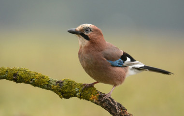 Jay bird