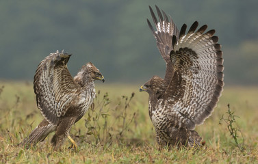 Common buzzard (buteo buteo)