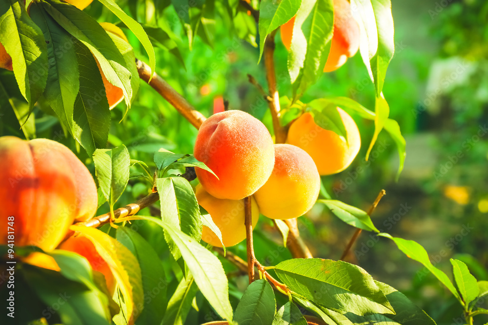 Poster branch of peach tree close up