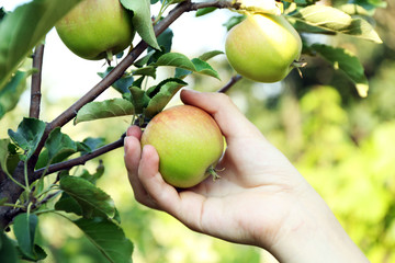 Female hand picking apple from tree