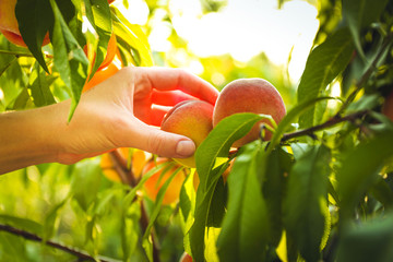 Female hand picking peach from tree - Powered by Adobe
