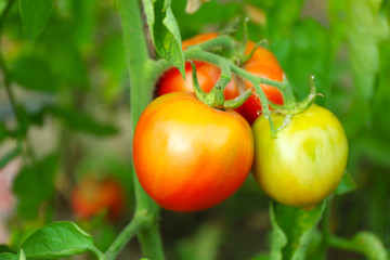 Tomatoes growing in garden