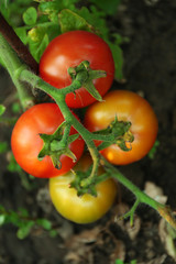 Tomatoes growing in garden