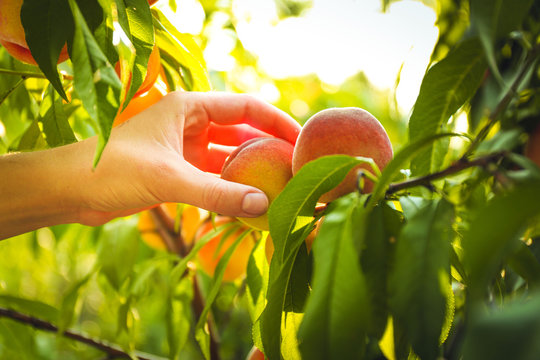 Female Hand Picking Peach From Tree