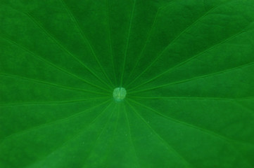 lotus leaf texture background