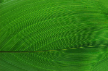 leaf vein texture