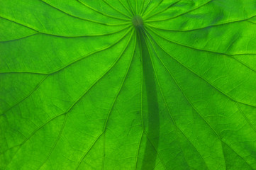Naklejka na ściany i meble lotus leaf texture