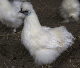 Chinese silk chicken farm.