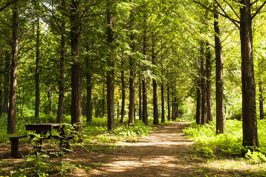 woodland path
