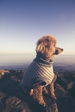 Poodle dog looking away at sunset at the sea